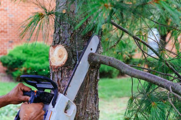 Best Tree Cutting Near Me  in USA